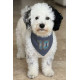 Bandana perro Argentina