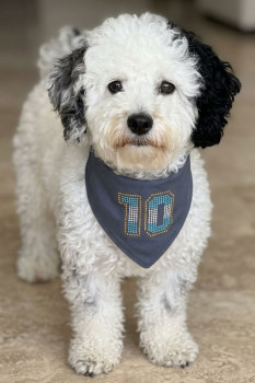Bandana perro Argentina