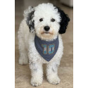 Bandana perro Argentina