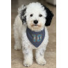 Bandana perro Argentina